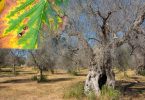 batterio Xylella