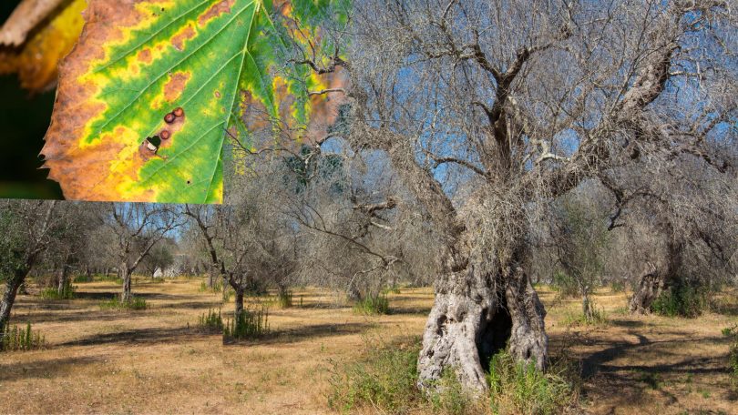batterio Xylella